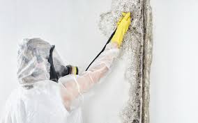 Best Emergency Mold Remediation in USA